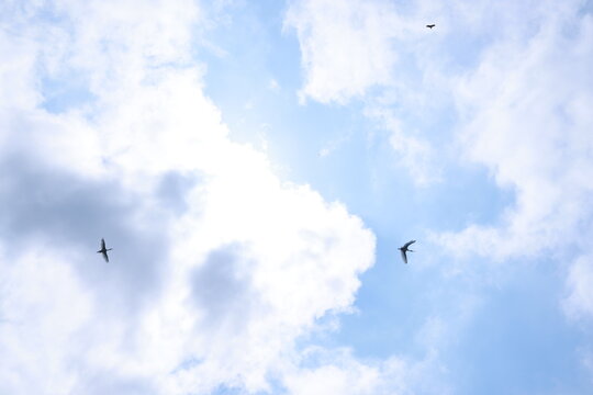 crane or Grus grus or Sandhill Crane flying high up against the sun in the blue sky. bird flying in blue sky in the sun rise and sun flare