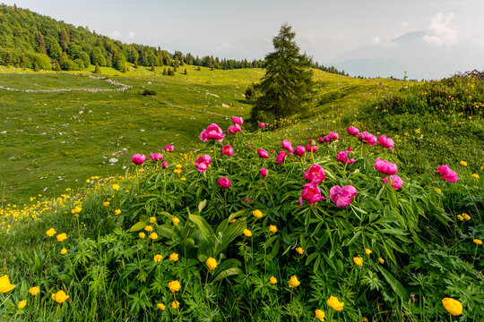 Wild pink peonies blossom in the alpine meadows of Malga Campo, a prime tourism destination for nature exploration in Monte Baldo Natural Park, Brentonico, Trentino, Veneto, Italy.
