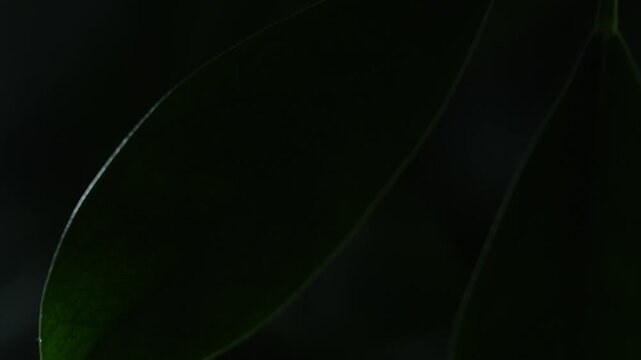 Green leaves with moving light beam revealing texture in dark background