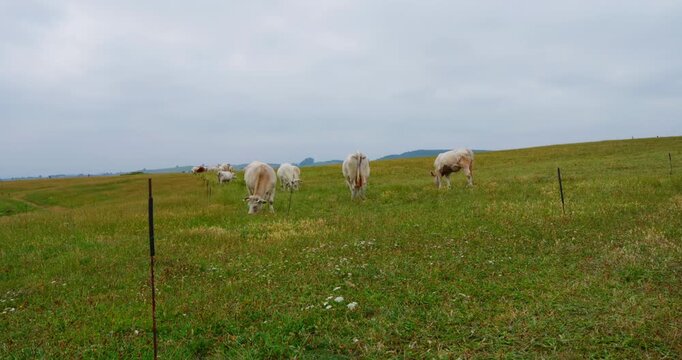 Flock of Sheep Grazing in a Vast Green Pasture: A serene scene unfolds as a small flock of fluffy sheep meanders across a wide, verdant pasture under a cloudy sky, embodying a tranquil rural life.