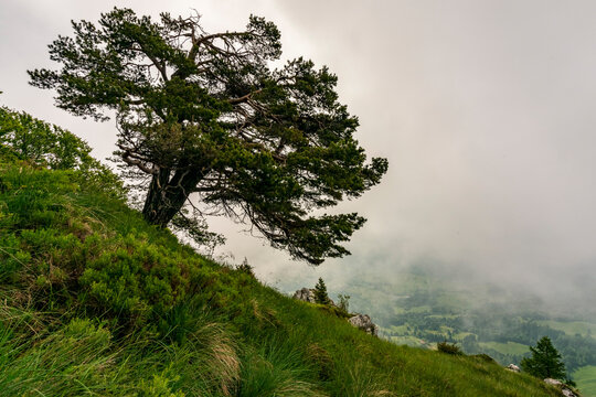 Lone pine on a grassy alpine hillside overlooking a misty mountain valley, representing wilderness tourism in Monte Baldo Natural Park, Brentonico, Trentino, Veneto, Italy.