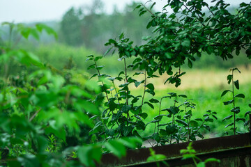 Fototapeta premium A close-up of a dense green tree canopy after the rain. The damp leaves glisten with water droplets, evoking the freshness and coolness of a summer day.