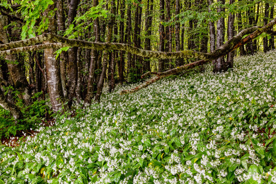 Wild garlic flowers bloom (Allium ursinum) across the green forest floor, offering a scenic nature tourism destination in Monte Baldo Natural Park, Brentonico, Trentino, Veneto, Italy.