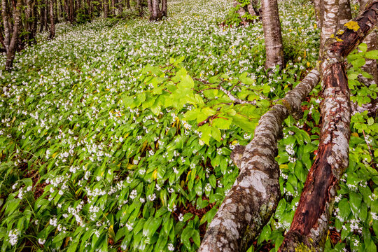 Wild garlic flowers (Allium ursinum) carpet a forest floor, evoking a sense of nature exploration in the Monte Baldo Natural Park, Brentonico, Trentino, Veneto, Italy.