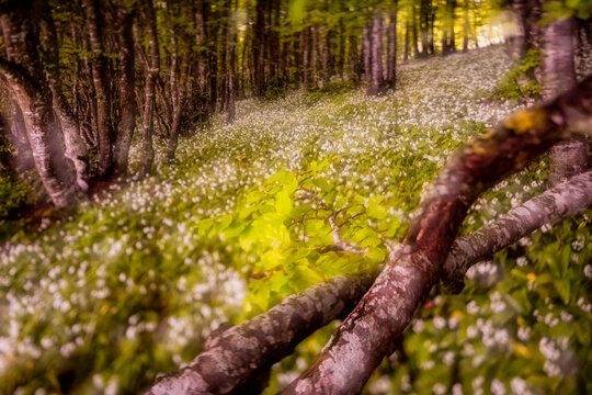 Wild garlic flowers (Allium ursinum) bloom across a spring forest floor, offering a serene nature tourism experience in Monte Baldo Natural Park, Brentonico, Trentino, Veneto, Italy.