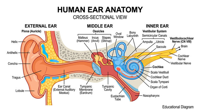 Human Ear Anatomy Cross-Sectional View: External, Middle, and Inner Ear
