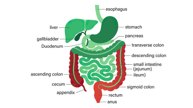 Human Digestive System Anatomy Diagram Medical Illustration
