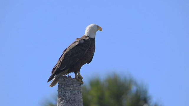 American Bald Eagle on a Palm snag on Florida's Space Coast. 
