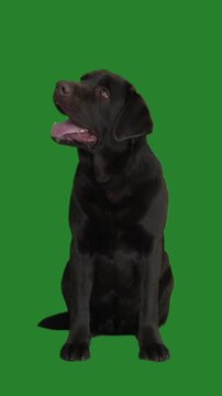 brown labrador on green screen