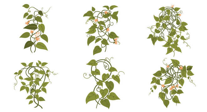 Various green climbing vine plants with small pink flowers and twisting stems in a set of elegant botanical sketches.