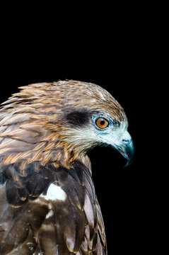 Close-up side view of a black kite