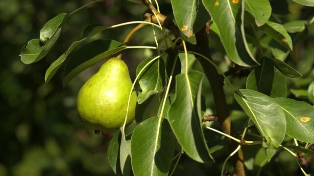 A Single Ripe Green Pear Hanging from a Branch in a Sunny Summer Garden