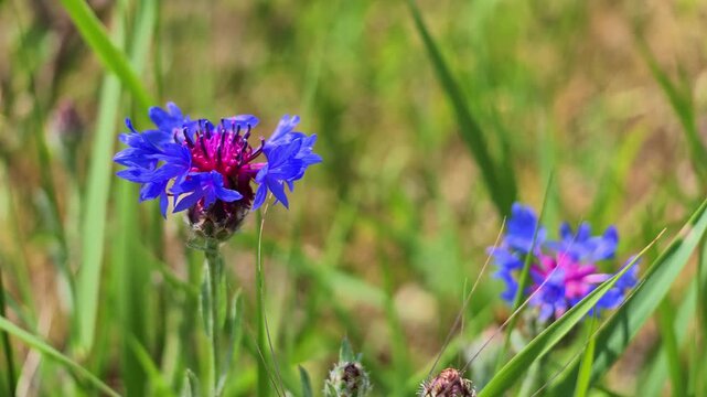 Cornflower (Centaurea cyanus) with blue petals and purple center