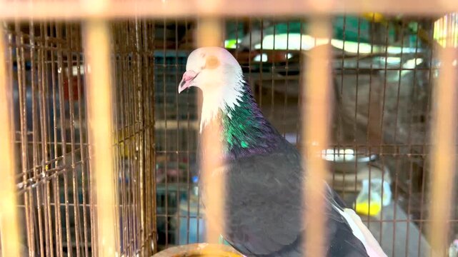 White cockatiel bird perched inside wooden cage with blurred background