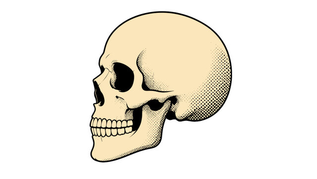 Vintage human skull side view vector illustration