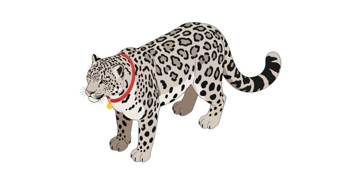 Snow leopard wearing a red collar with golden tag