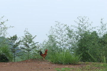 Proud colorful rooster standing on dirt ground in front of lush green foliage © jianjian