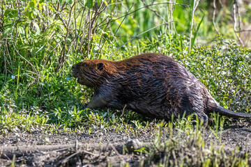 Wet Beaver Foraging Along Riverbank In Spring Marsh Vegetation Wildlife Mammal Close-Up © dfriend150