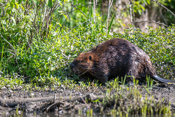 A beaver is seen walking through a verdant landscape. Its wet fur glistens under the bright sun, highlighting the natural habitat around it. © dfriend150