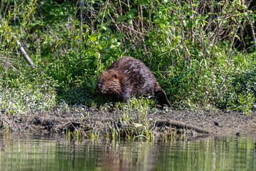 American Beaver On Riverbank Near Vegetation Reflecting In Calm Water Wildlife Habitat © dfriend150