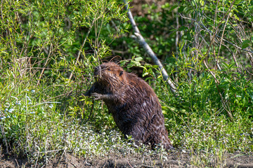 Wet Beaver On Riverbank Chewing Branches Among Greenery In Forest Wildlife Habitat © dfriend150