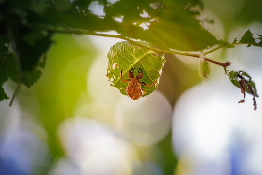 Frontal macro shot of an empty cicada nymph shell with large claws hanging under a green leaf (Close-up front view of a cicada exuvia clinging underneath a leaf against a bright bokeh background)