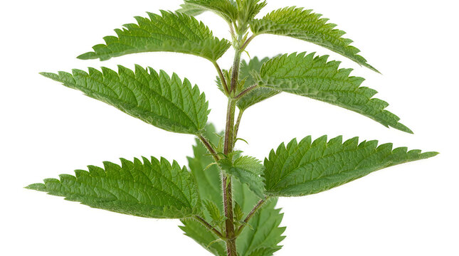 Fresh green stinging nettle plant leaves illustration