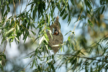 Eurasian Penduline Tit nest,  Remiz pendulinus, Danube Delta, Romania © alba1988