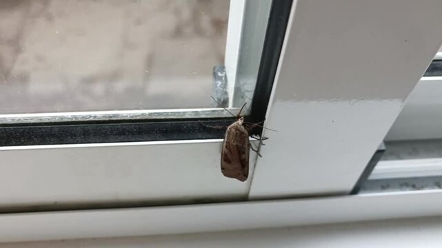 Eye level close up of a small brown moth with patterned wings resting on a white window frame, outdoor light blurred behind.