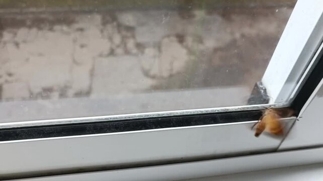 Blurred motion shot of a moth with light brown and orange wings fluttering at the corner of a dirty window, outdoor reflections faintly visible.