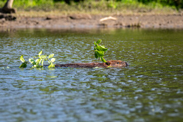 A beaver glides through the water, holding a leafy branch in its mouth. The surrounding water reflects the vibrant green foliage of the riverbank. © dfriend150