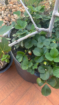 Strawberry Plant Growing in a Large Pot with Ripening Fruit in Home Garden