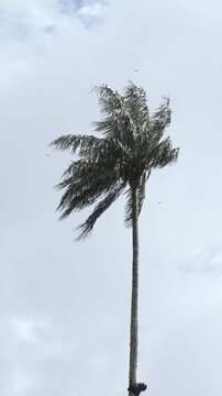 Palmera de cera del Quindio meci&eacute;ndose con el viento bajo un cielo azul con nubes en movimiento