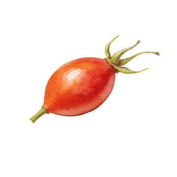 Rosehip Detail: A close-up, realistic watercolor illustration of a vibrant red rosehip, showcasing its delicate stem, green sepals, and smooth, oval fruit.