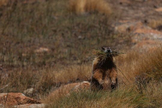 Standing yellow-bellied marmot holding grass at Soda Springs Yosemite National Park