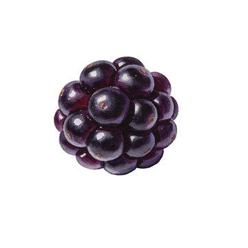 Blackberry Close-up: A vibrant, fresh blackberry photographed in extreme detail, showcasing its juicy drupelets and dark purple hue. Perfect for food and healthy lifestyle content.