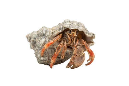 Hermit crab peeking from spiral seashell, orange legs and eyestalks, isolated cutout for beach, ocean and marine life designs.