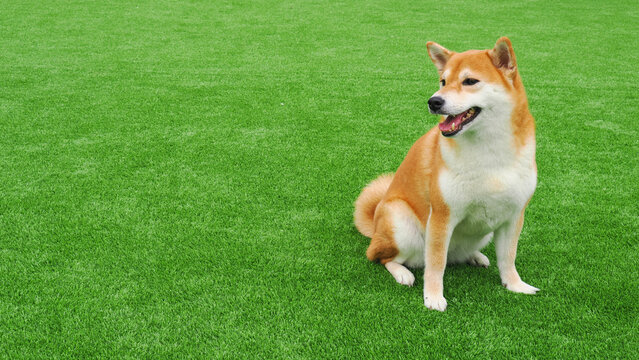 Cute Shiba Inu dog sitting on green artificial grass playground and looking aside with copy space