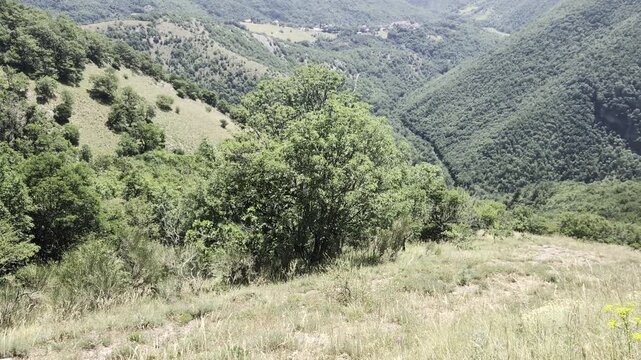 Pendio erboso con arbusti e un albero centrale illuminati dal sole, affacciato su una valle e montagne ricoperte di foreste