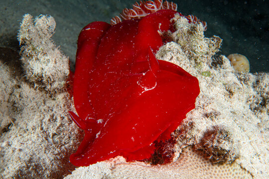 Hexabranchus sanguineus, spanish dancer, Hexabranchidae, Sharm el Sheikh, Red Sea, Egypt