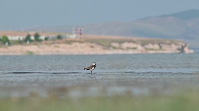 A Northern Lapwing (Vanellus vanellus) is foraging on the shore of Lake Er&ccedil;ek in Van.