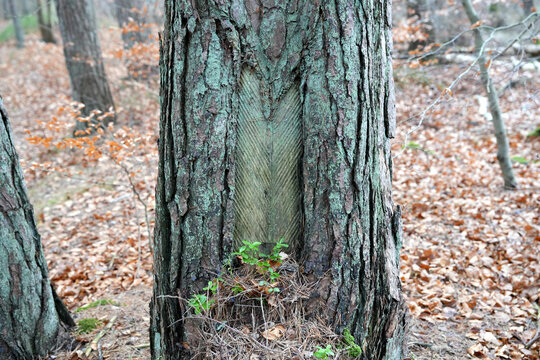 Harzlachten, Rindenkerben, Schnittwunden, Baum, Kiefer, ehemalige Harzgewinnung, Harz, Umwelt, Dar&szlig;er Ort, Dar&szlig;wald, Kiefernharz, Waldkiefer (Pinus sylvestris), Wald, alt, Ostsee, Deutschland, Europa