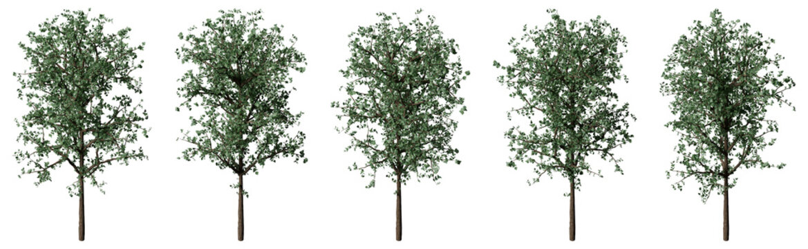 Set of realistic 3d modelin green ivy trees isometric view for architectural presentation. Landscape axonometric cutout tree illustration.