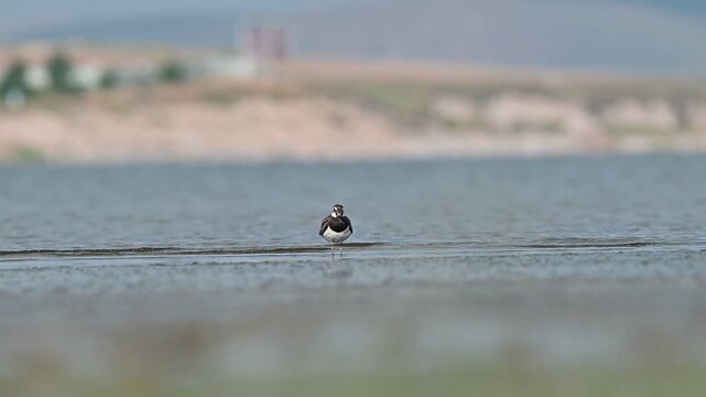 A Northern Lapwing (Vanellus vanellus) is foraging on the shore of Lake Er&ccedil;ek in Van.