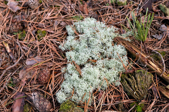 Echte Rentierflechte, Cladonia rangiferina, strauchf&ouml;rmig wachsende Flechte, Cladonia, hellgrau, bodenbedeckend, moos&auml;hnlich, Dar&szlig;er Ort, Dar&szlig;wald, Nadelwald, Kiefernadeln, Deutschland, Europa