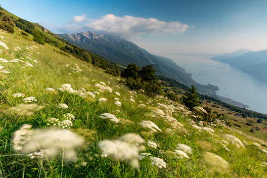 Wildflowers bloom on a grassy mountain slope overlooking a panoramic Garda lake in an outdoor tourism destination, Monte Baldo Natural Park, Brentonico, Trentino, Veneto, Italy.