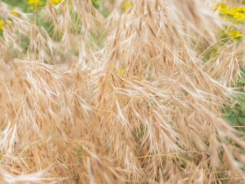A decorative, light brown-toned, tufted bromelain plant from the grass family.