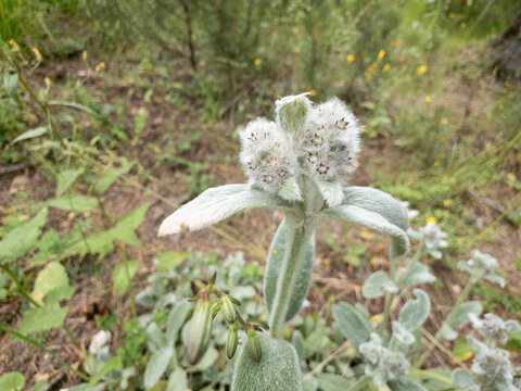 Decorative wild leek plant flower