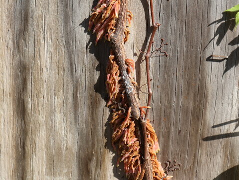 Climbing Vine with Aerial Roots Growing on Weathered Wooden Fence
