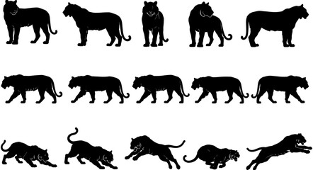 Black tiger silhouette vector set, wild cat icons, standing walking jumping pouncing predator wildlife collection, isolated animal symbols for design.  © Ahsan